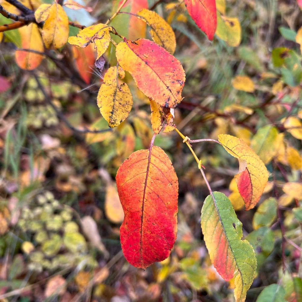 Meet your Posher, Carolina